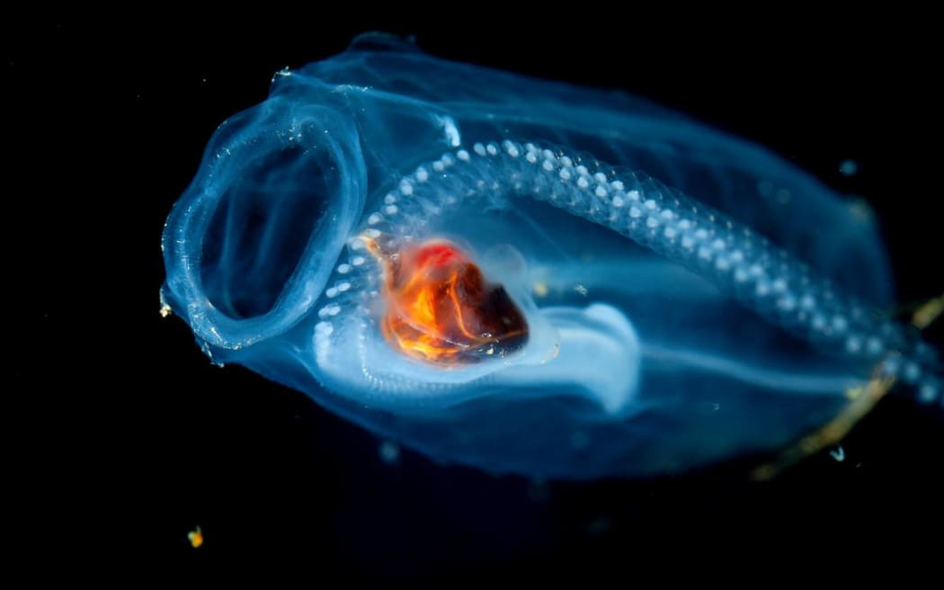 A chain of baby blastozooids chain in the salp Salpa thompsoni before being released into the world.