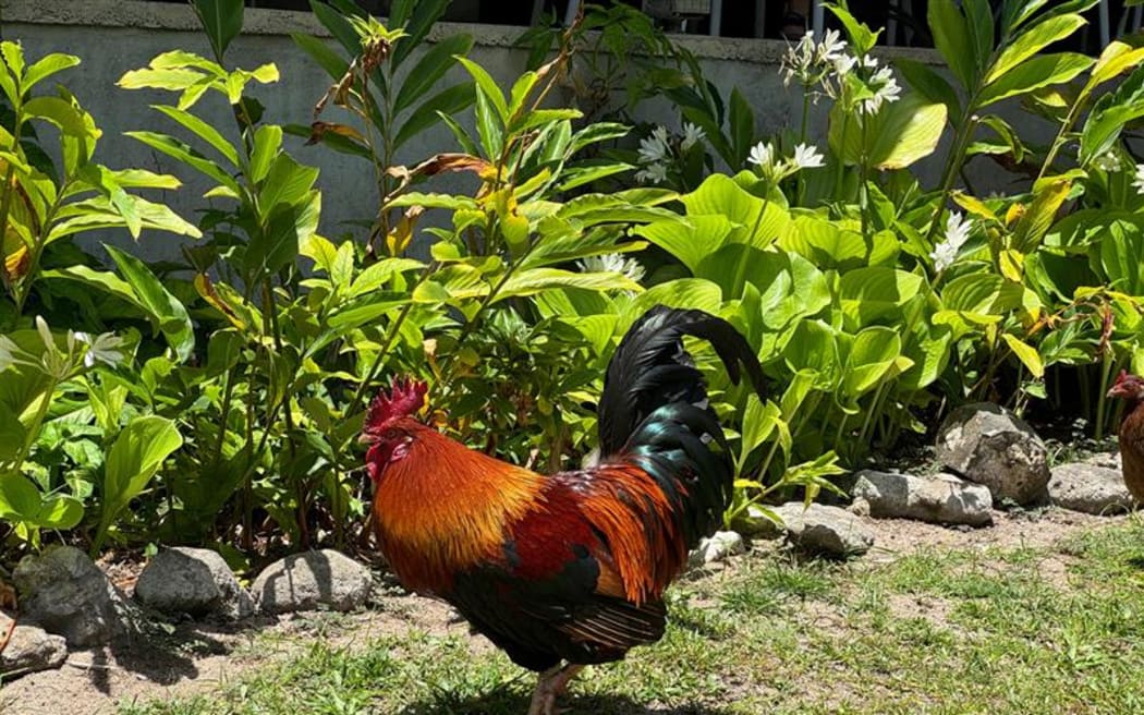 Rooster in Rarotonga.