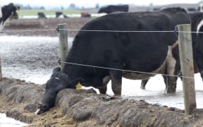 Cow and winter cropping