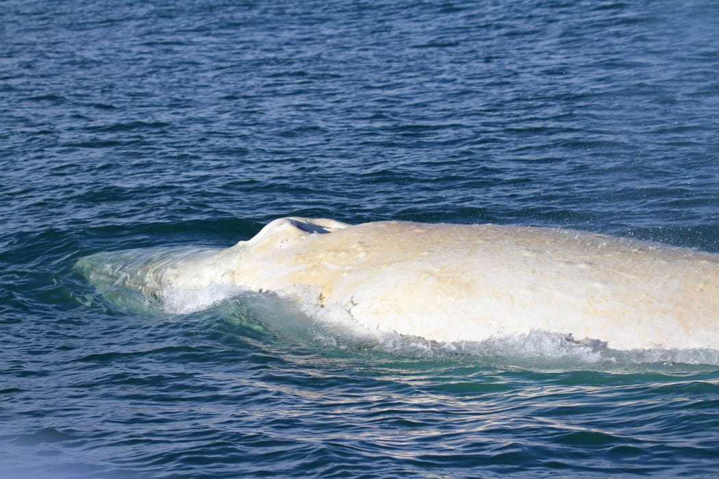 White humpback whale in Cook Strait July 2015,