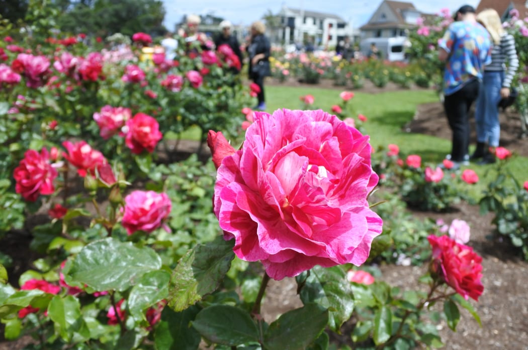 Close up of a pink rose in Parnell Rose Gardens in Auckland, New Zealand.