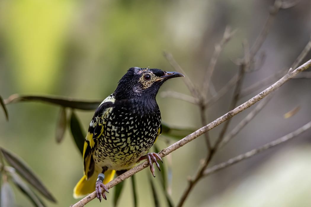 The critically endangered Regent Honeyeater