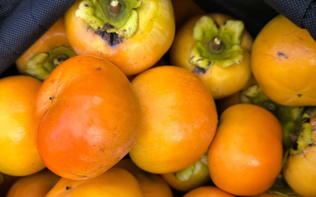 Persimmon PYO Farm in Auckland.