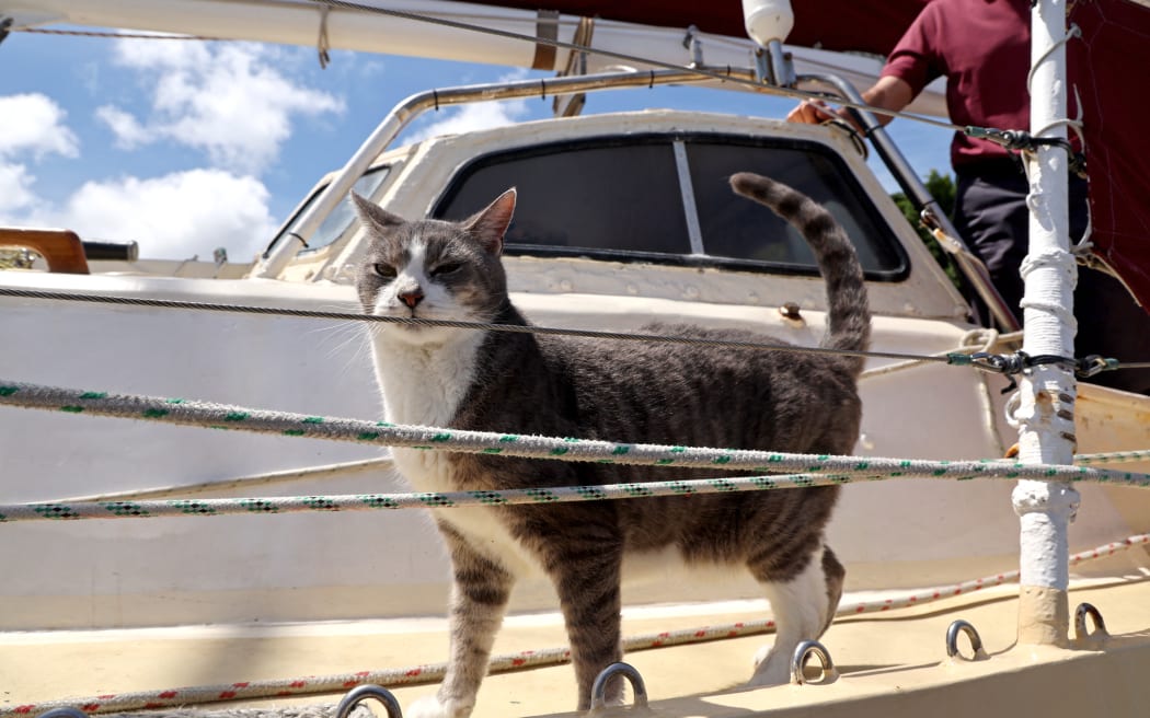 Skipper Robert Williams watches his cat Oli as he stands aboard his yacht ‘Sylph VI’ during the media launch of the Sydney to Hobart Yacht Race in Sydney on November 22, 2023. The 78th running of the 628 nautical mile race has more than 110 yachts entered for the start on Boxing Day on Sydney Harbour. (Photo by DAVID GRAY / AFP)