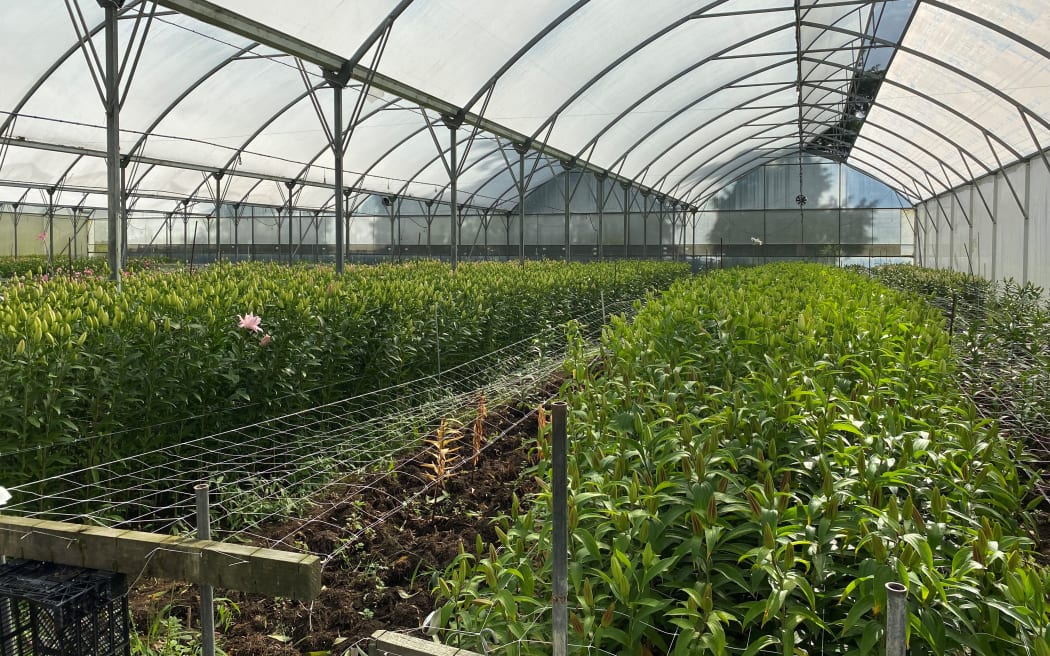Around 5000 lilies are planted each day.
