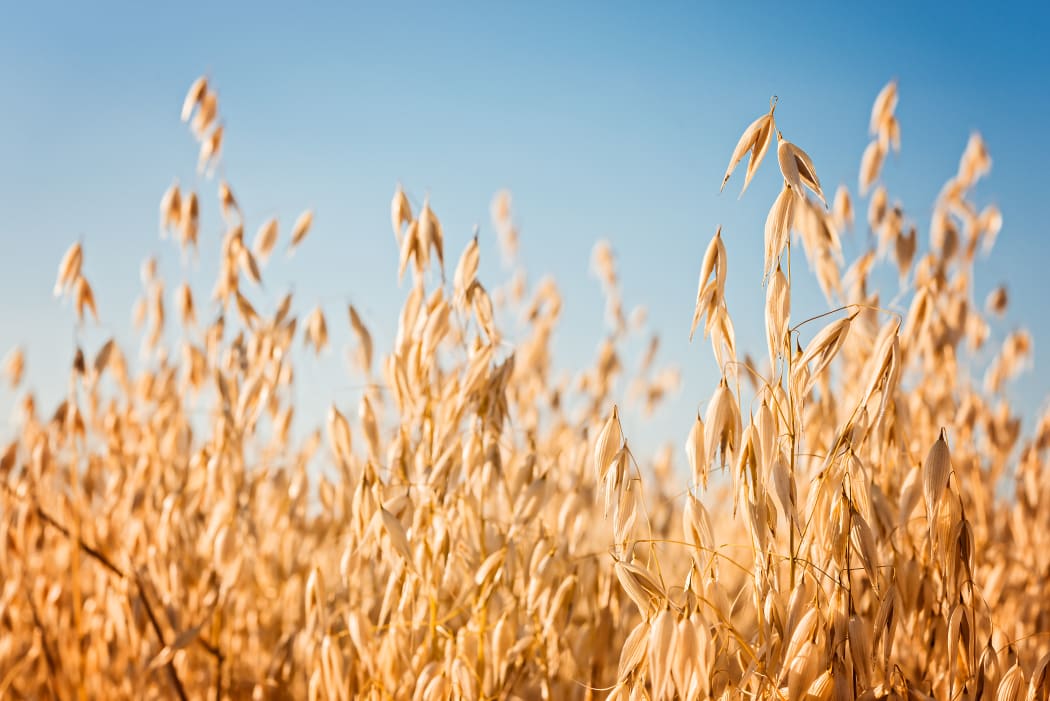 Ears of oat on the field.