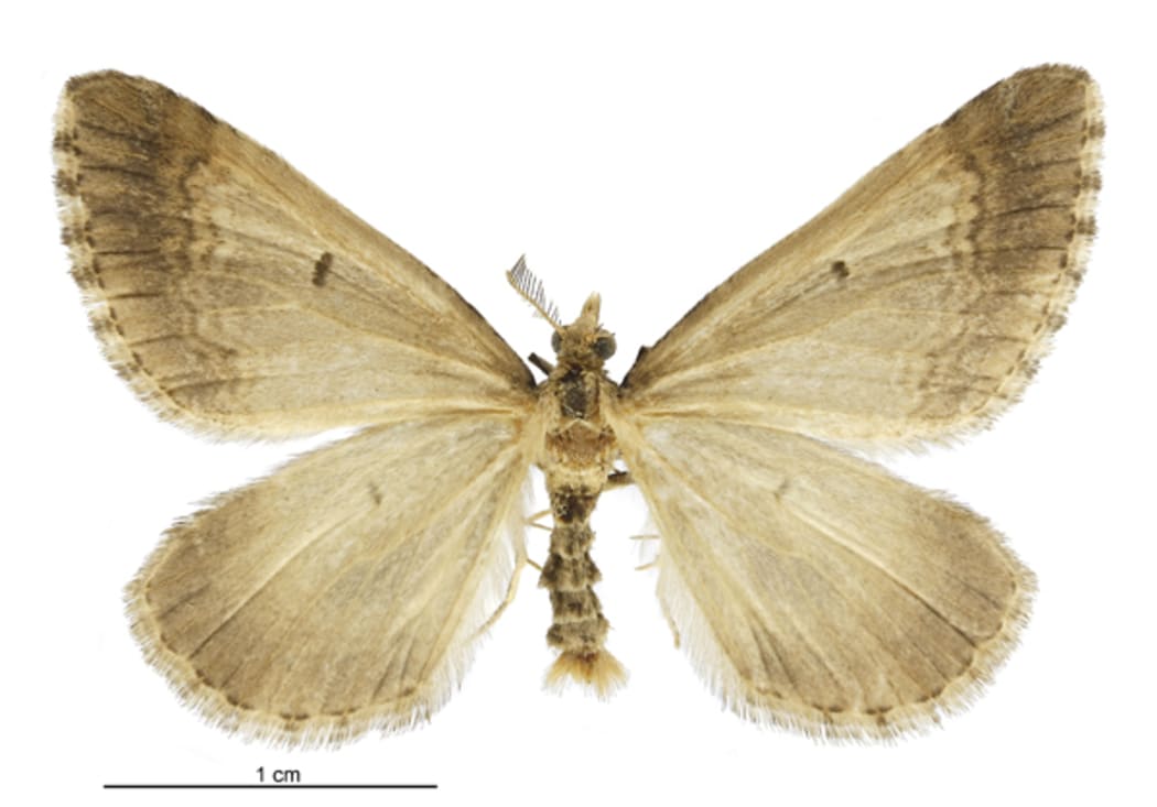 Asaphodes frivola - the little brown moth