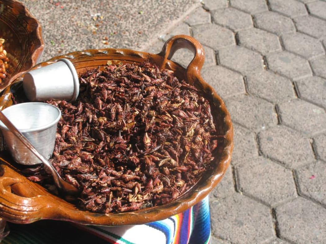 Grasshoppers are a delicacy in Mexico