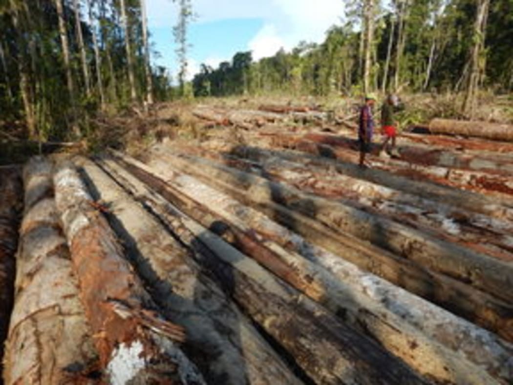 Bewani landowners walk across pile of felled logs, West Sepik Province