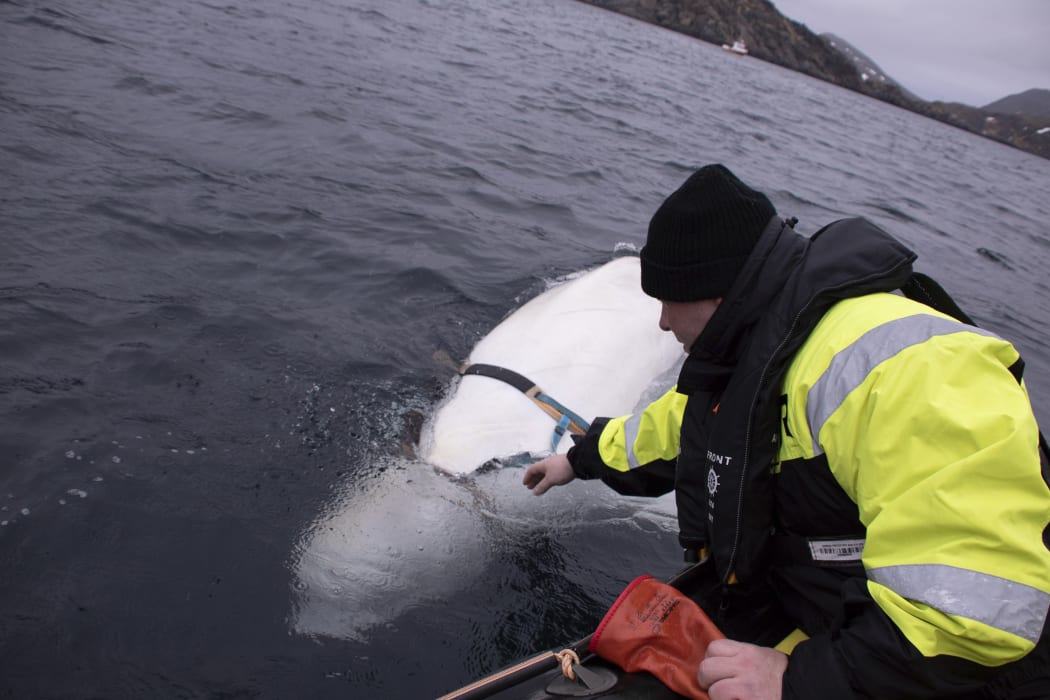 Joergen Ree Wiig tries to reach the harness attached to the beluga whale.