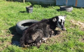 An underweight calf found at the Matamata farm of Colin, Margaret and Shane Quigley.
