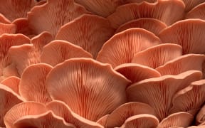 Pink Oyster Mushrooms