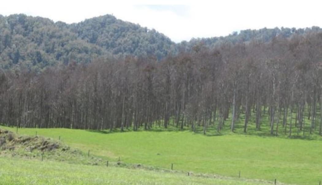 A Eucalyptus nitens plantation in the central North Island following more than
12 years of repeated defoliation from Paropsis charybdis.