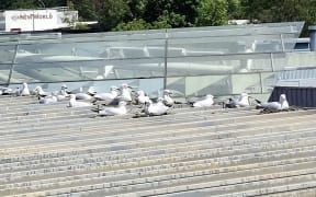 Threatened black-billed gulls nest on the rooftops in Tūrangi town centre.
