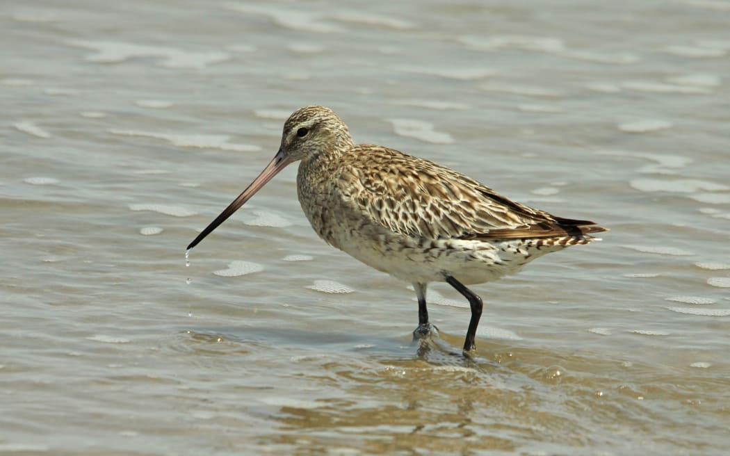 bar-tailed godwit