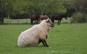 A year on the farm