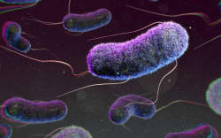 Illustration of Escherichia coli bacteria. E. coli is a rod shaped bacterium, commonly found in the lower intestine of warm-blooded organisms. Certain strains can cause food-poisoning in humans. (Photo by THOM LEACH / SCIENCE PHOTO LIBRA / TLE / Science Photo Library via AFP)