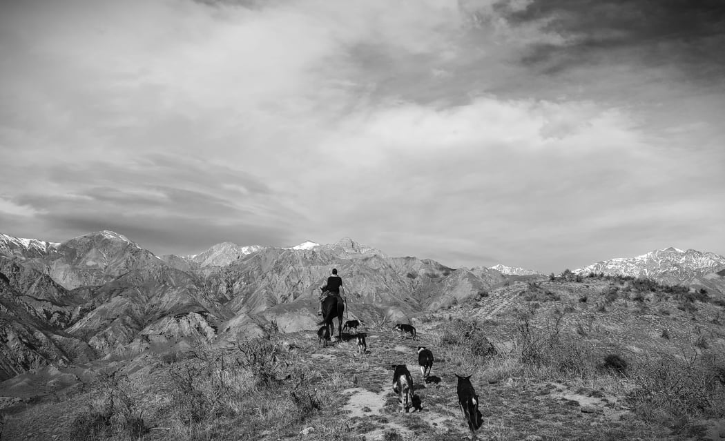 Shepherd Ash Orr mustering in the  Kaikōura Ranges