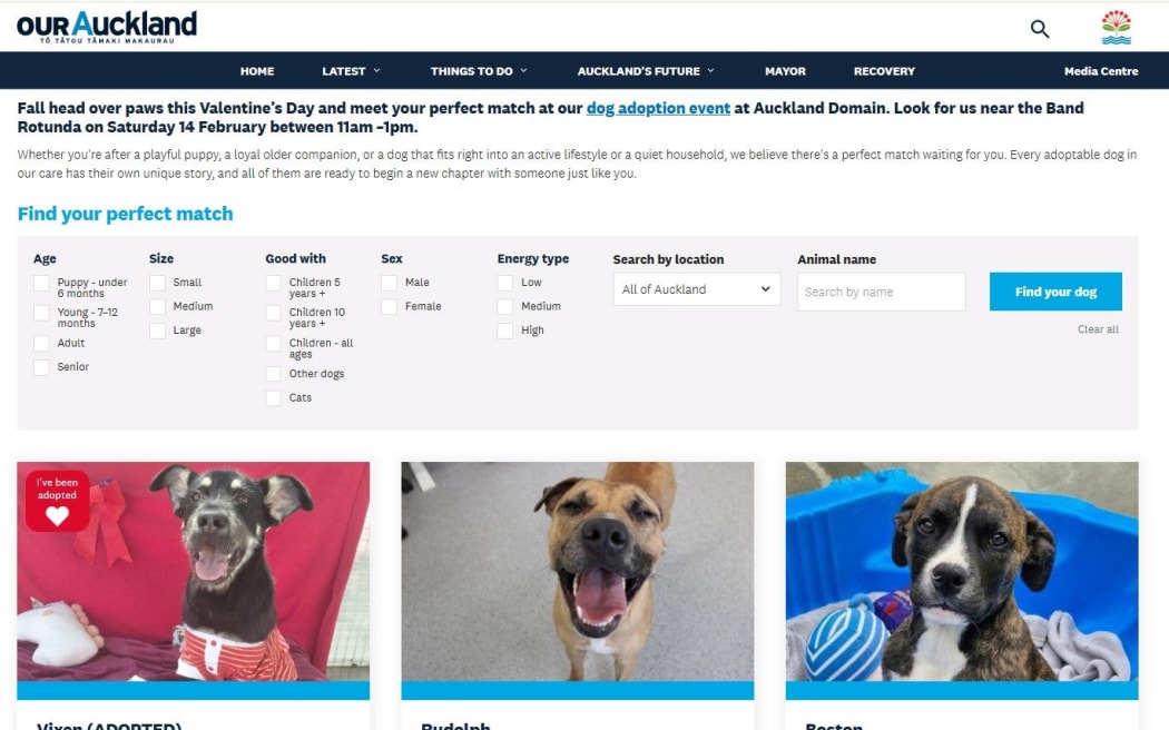 Some of the puppies available for adoption through Auckland Council’s Puppy Love platform.