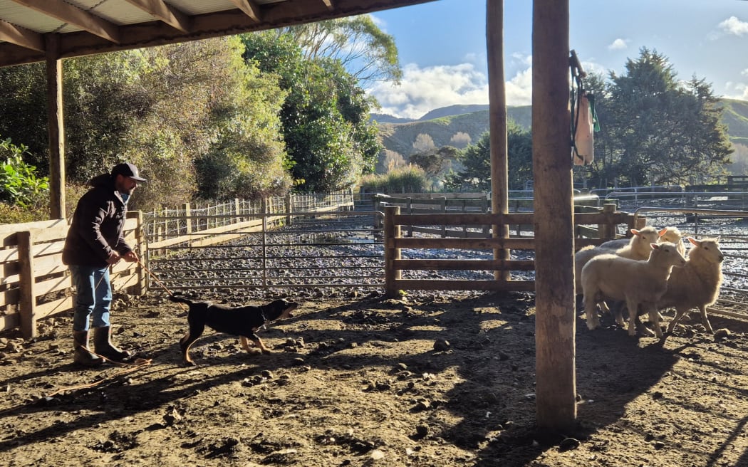 In the stock yards, Miley's job is to maintain the bubble between he farmer and the sheep.