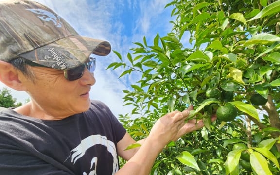 Neville Chun checks out his yuzu a week before harvest time