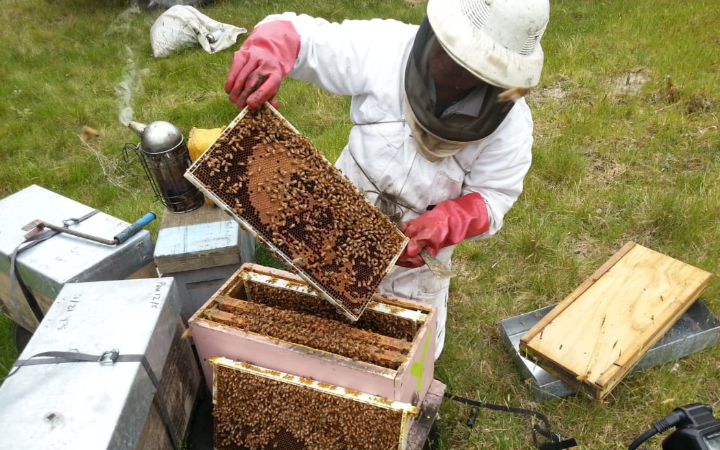 A beekeeper inspecting a hive.