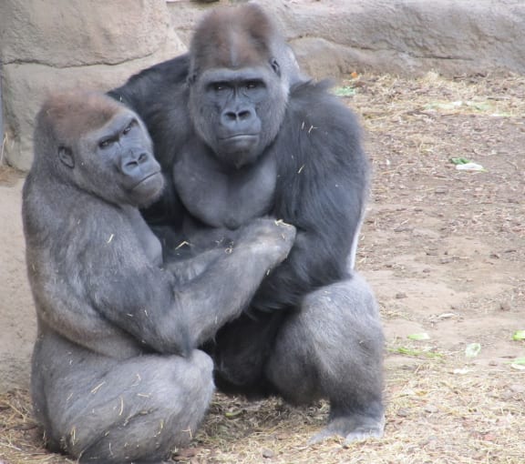 A female gorilla and a male gorilla