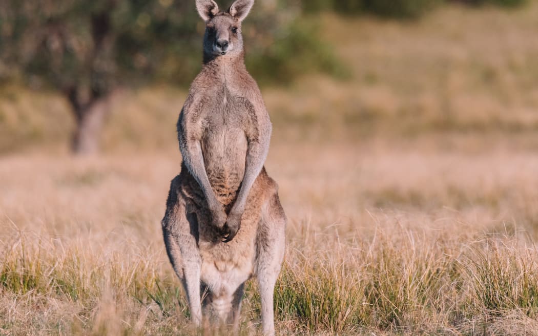 Male Eastern Grey Kangaroo in a field.