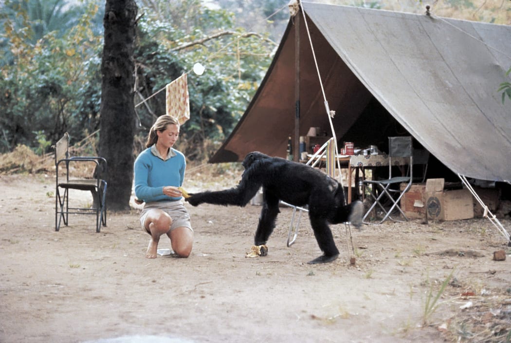 Jane Goodall with a chimp