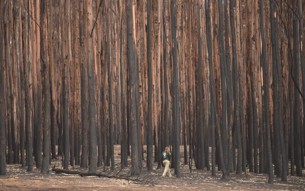 Humane Society International Crisis Response Specialist, Kelly Donithan looks for injured wildlife in a burnt out forest on Kangaroo Island on January 15, 2020.