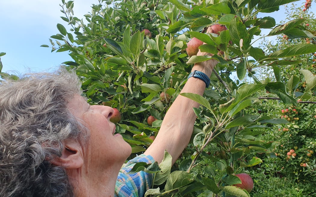 Juliet Cooke plucks an apple off the tree testing for ripeness ahead of opening day