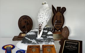Voss' gyrfalcon won Best of Division, Best Bird, and Best of Show (judge's choice) in the Masters division.