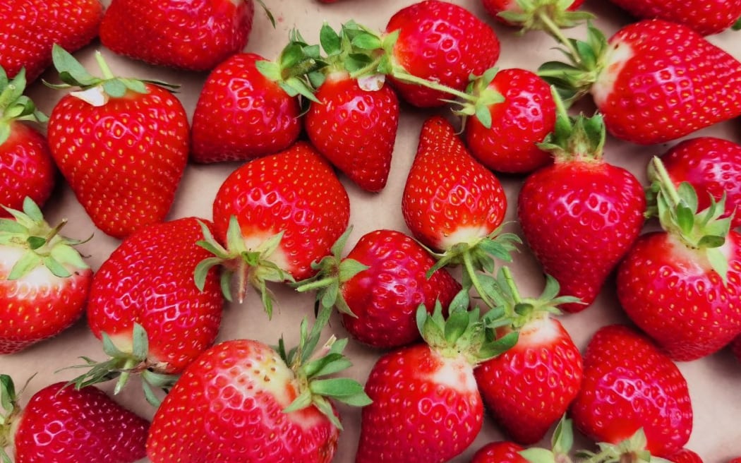 Strawberries PYO in Auckland