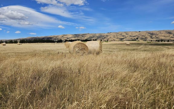 Farm drying out Central Otago January 2024