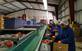 Solomon Islands women working in the pack house at JR's Orchards in Wairarapa.