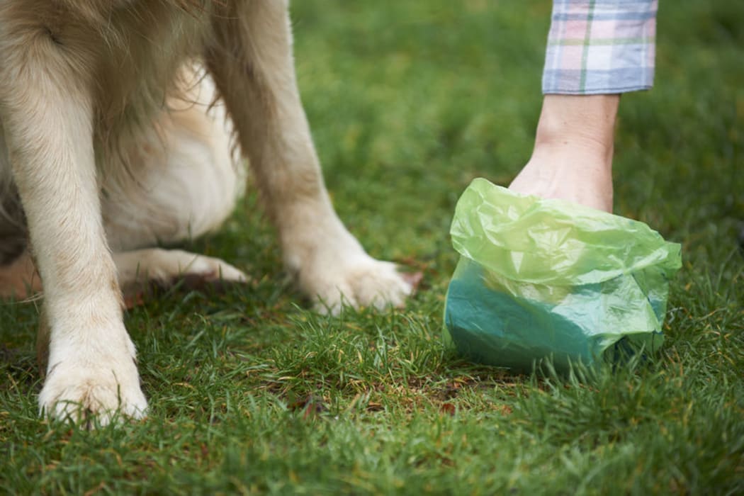 Dog owner clearing droppings with plastic bag.