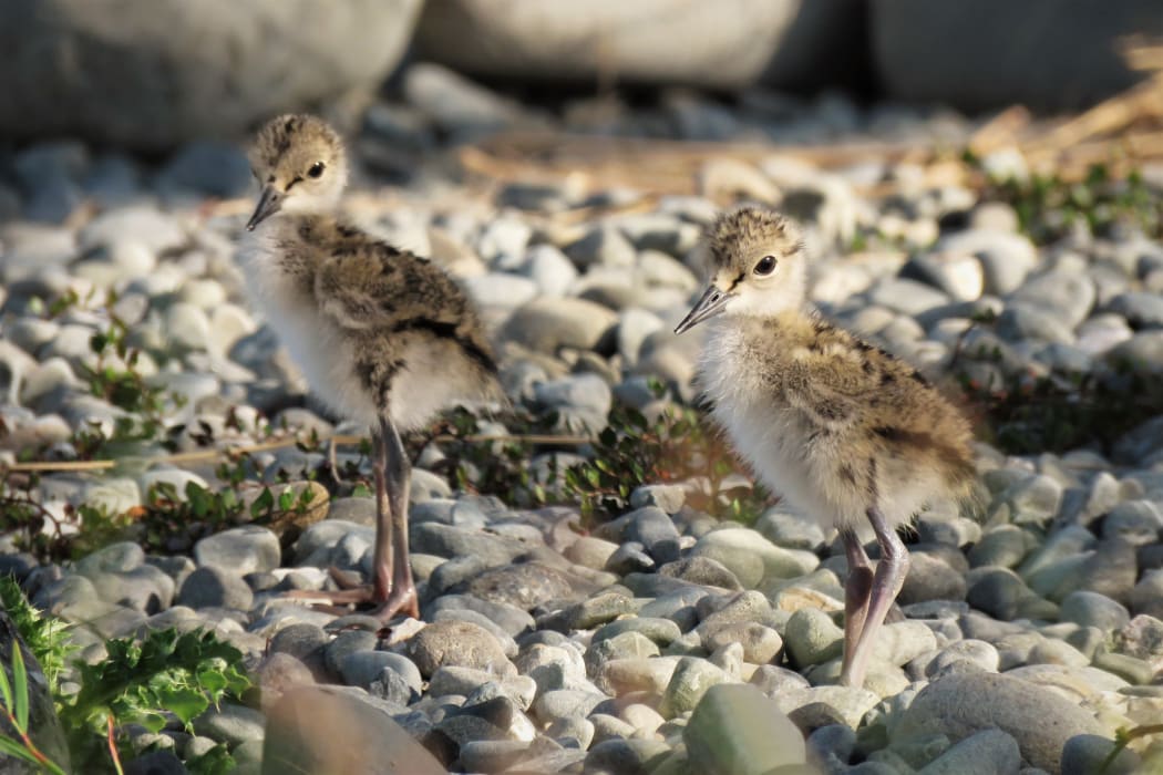 Kakī/black stilt chicks.