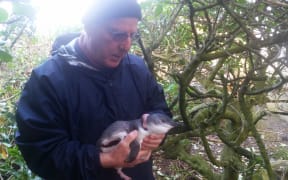 A member of the Eastern Bays Penguin Project, with one of the little blue penguins at the Days Bay haven.