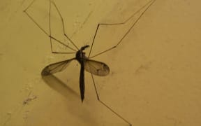Mosquito, Papua New Guinea.