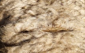 Wool