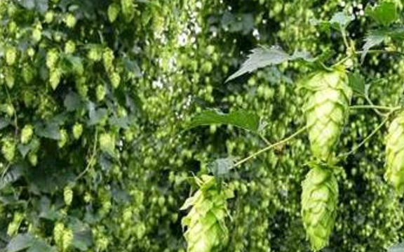Making Headway with Hops | RNZ