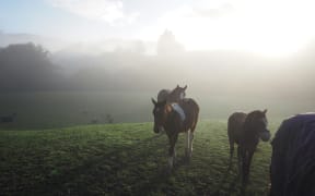 Horses in the mist