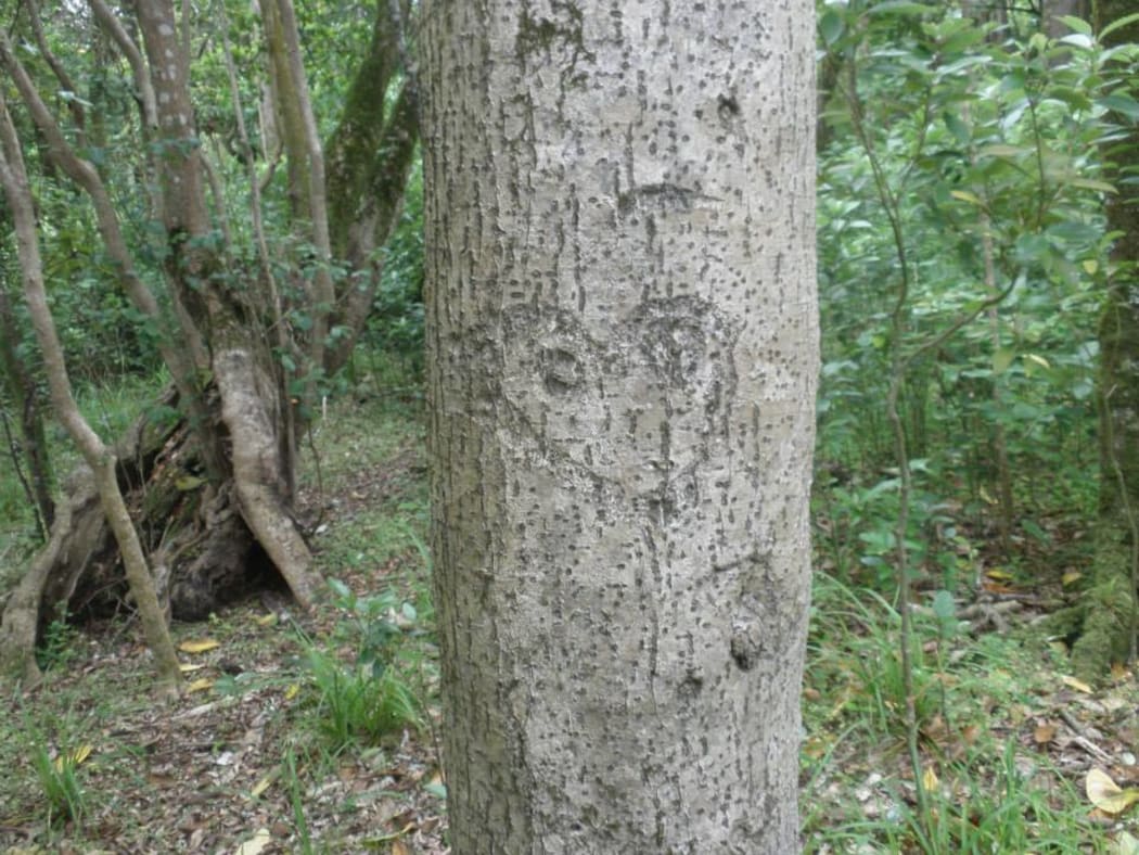 An ancient Moriori tree carving.