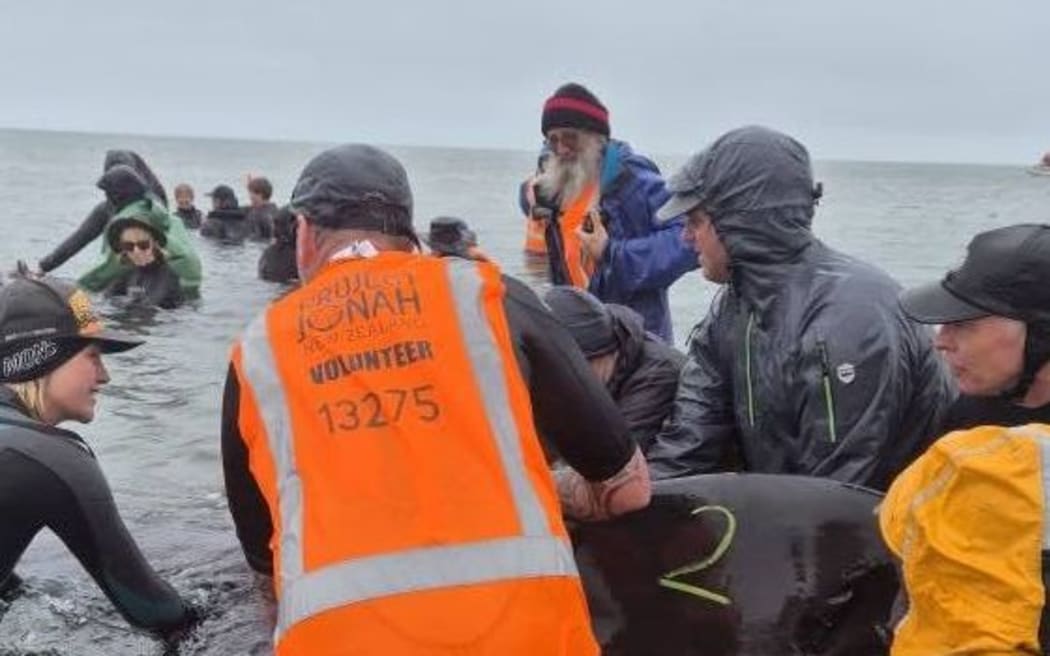 Whales being refloated at Farewell Spit