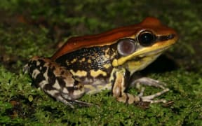 Hylarana malabarica