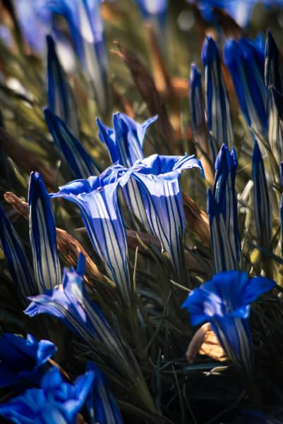 Cora Bedwell's botanical photograph submission to the Tūhura Otago Museum competition, Chinese Gentian Flowers.