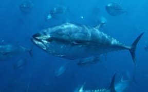 Pacific Bluefin