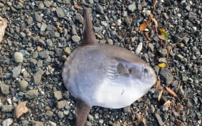 A small sunfish lying dead on gravel.