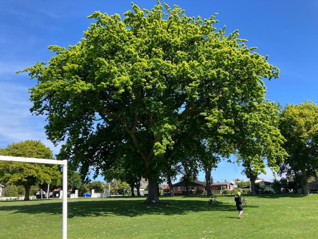 A large oak in an urban setting.