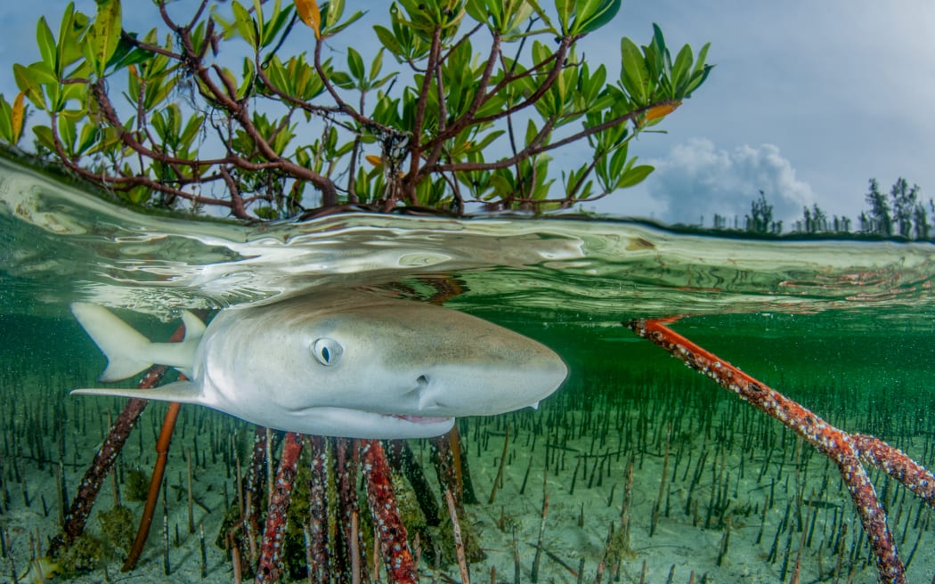 Una imagen de los Mangrove Photography Awards, organizados por Mangrove Action Project.